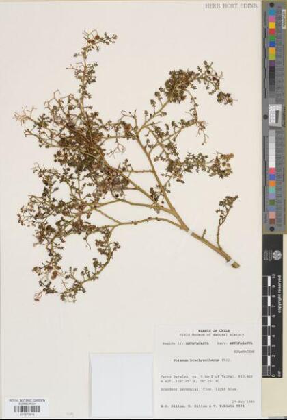 Solanum brachyantherum [Espécimen: ]