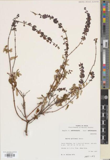 Salvia cuspidata subsp. gilliesii [Espécimen: ]