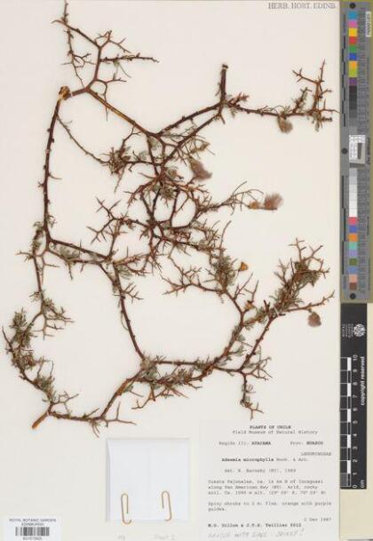 Adesmia pedicellata [Espécimen: ]
