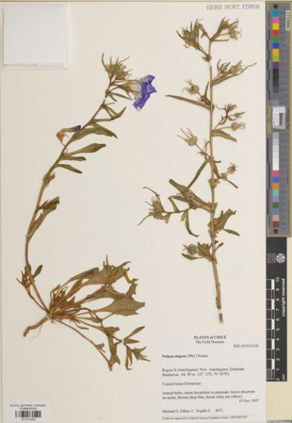 Nolana elegans [Espécimen: ]