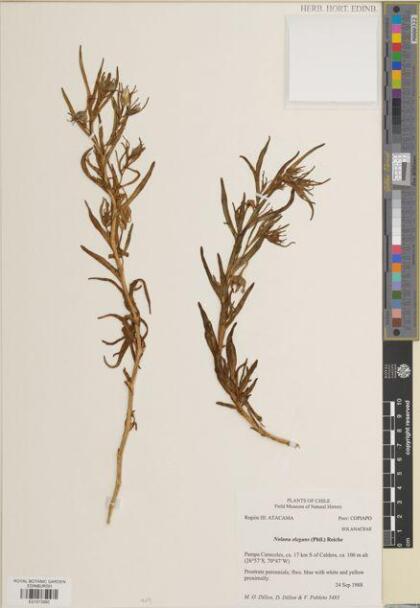 Nolana elegans [Espécimen: ]