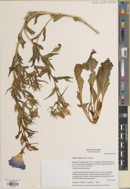 Nolana elegans [Espécimen: ]