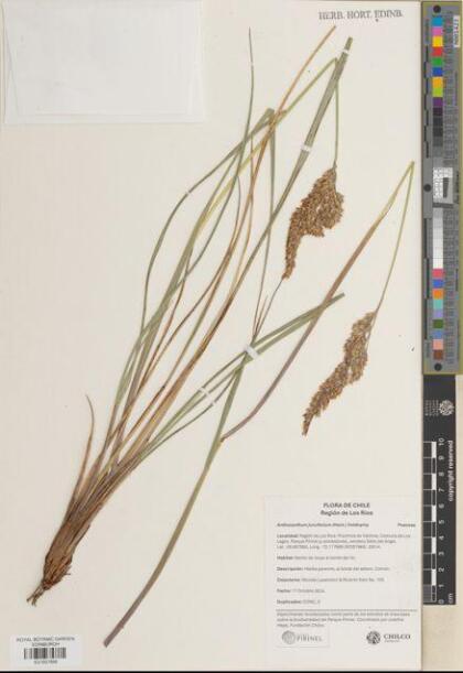 Anthoxanthum juncifolium [Espécimen: ]