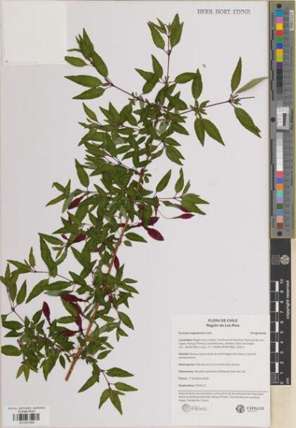 Fuchsia magellanica [Espécimen: ]