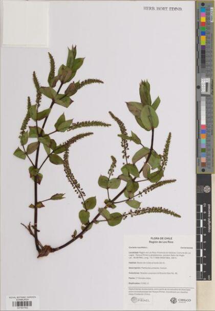 Coriaria ruscifolia [Espécimen: ]