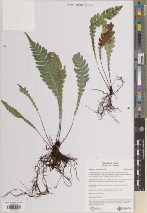 Austroblechnum lechleri [Espécimen: ]