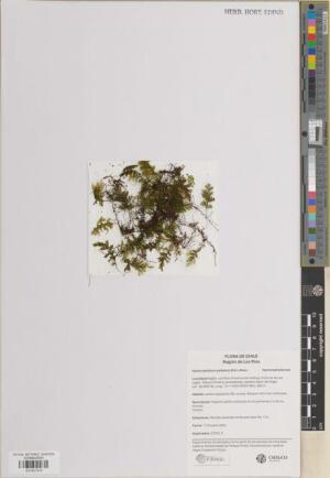 Hymenophyllum peltatum [Espécimen: ]