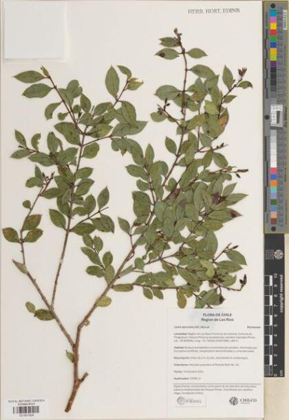 Luma apiculata [Espécimen: ]