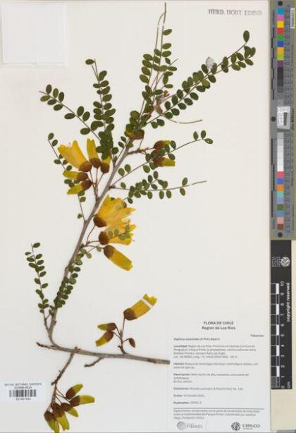 Sophora cassioides [Espécimen: ]