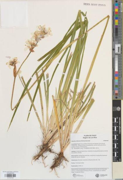 Libertia chilensis [Espécimen: ]