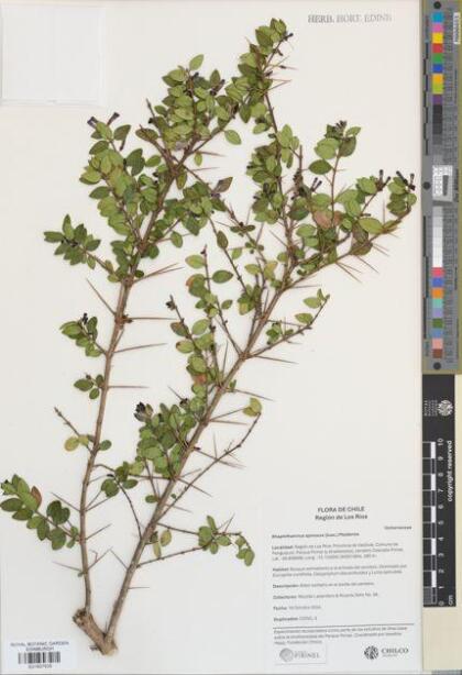 Rhaphithamnus spinosus [Espécimen: ]