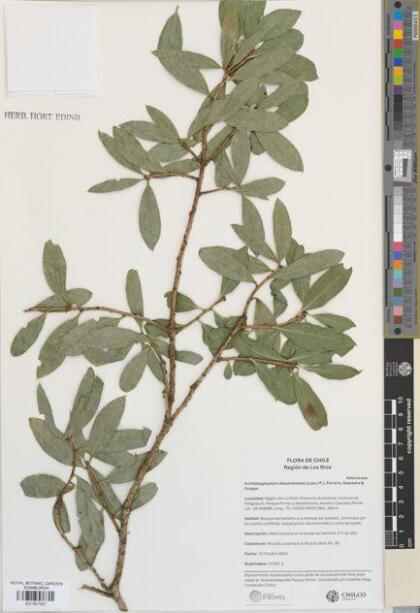 Archidasyphyllum diacanthoides [Espécimen: ]