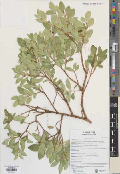Myrceugenia chrysocarpa [Espécimen: ]