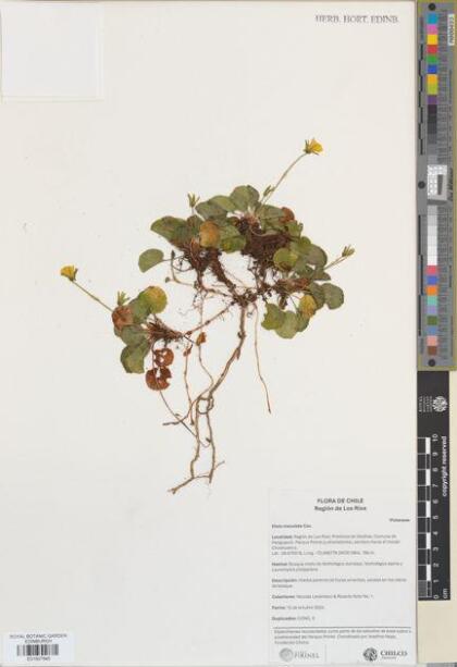 Viola maculata var. maculata [Espécimen: ]
