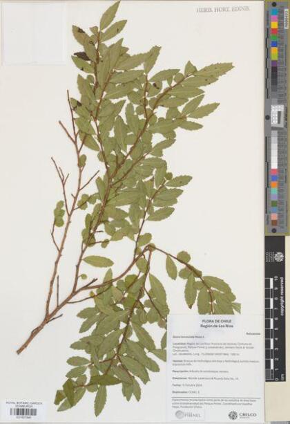 Azara lanceolata [Espécimen: ]