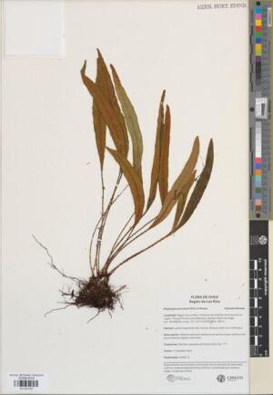 Elaphoglossum fonkii [Espécimen: ]