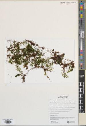 Hymenophyllum secundum [Espécimen: ]
