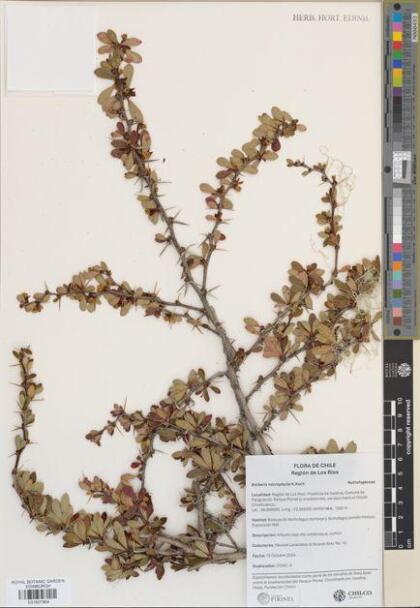 Berberis microphylla [Espécimen: ]
