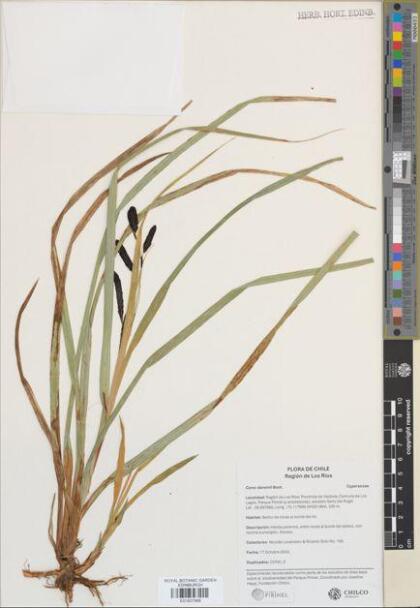 Carex darwinii [Espécimen: ]