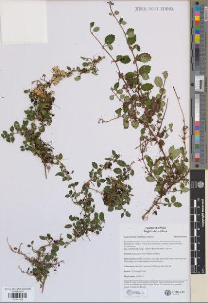 Asteranthera ovata [Espécimen: ]