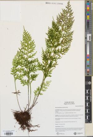 Hymenophyllum fuciforme [Espécimen: ]