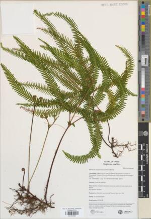 Sticherus squamulosus [Espécimen: ]