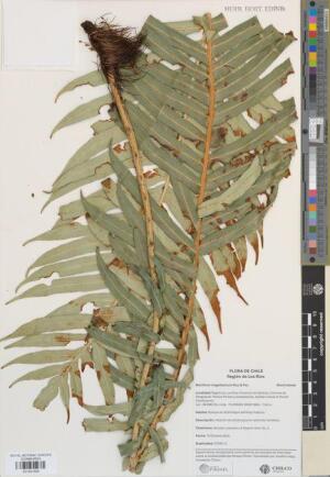 Lomariocycas magellanica [Espécimen: ]