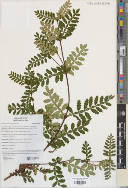 Weinmannia trichosperma [Espécimen: ]