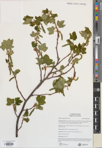 Ribes magellanicum [Espécimen: ]