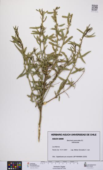 Baccharis paniculata [Espécimen: UCH:AGUCH:0020005]