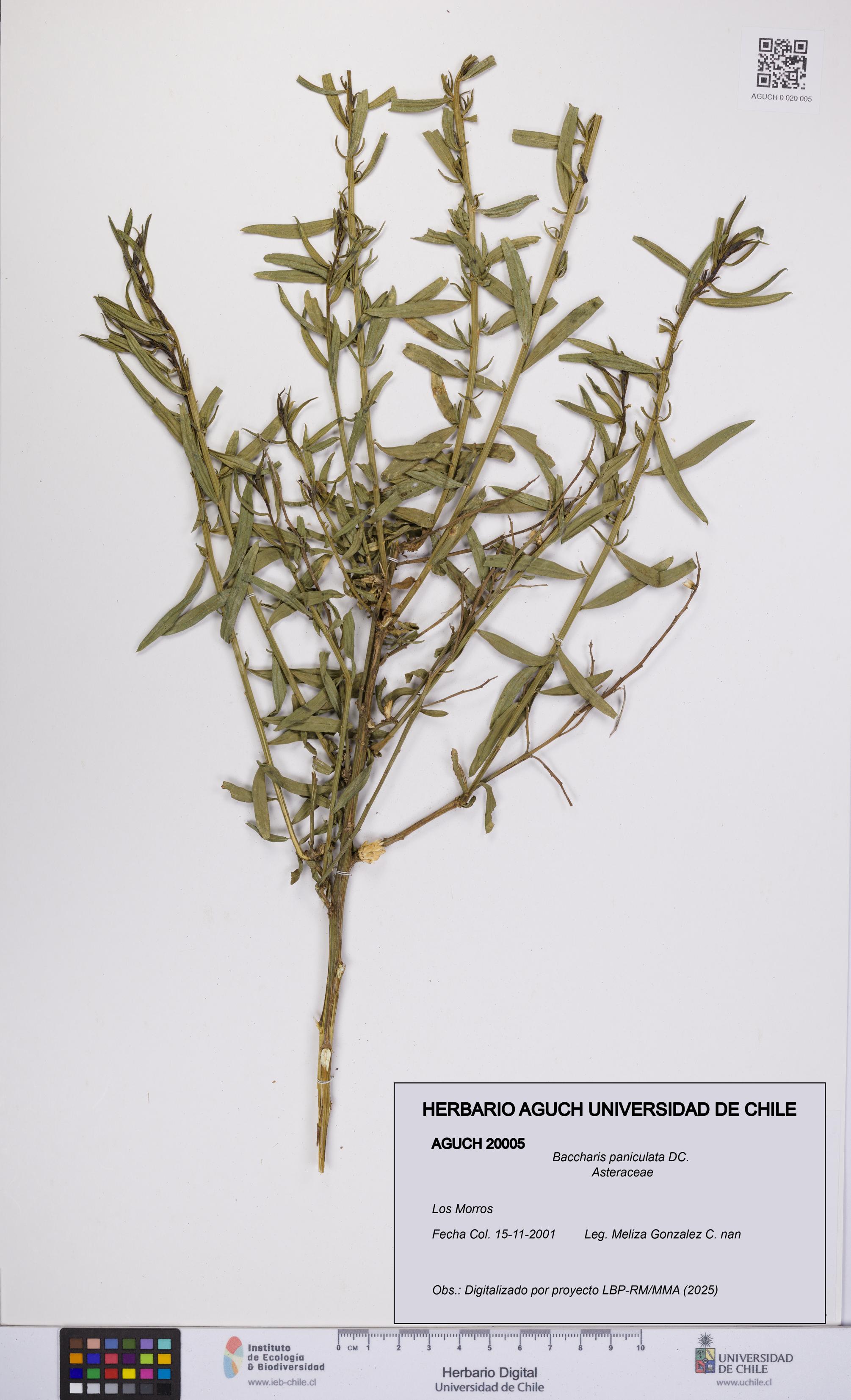 Baccharis paniculata [Espécimen: UCH:AGUCH:0020005]