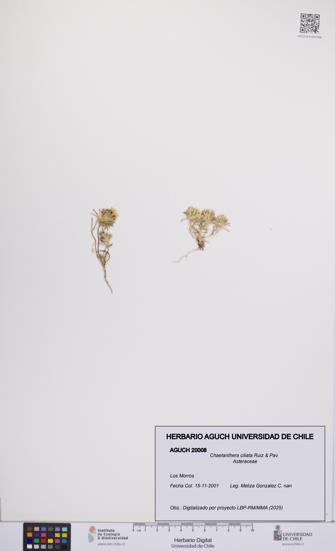 Chaetanthera ciliata [Espécimen: UCH:AGUCH:0020008]