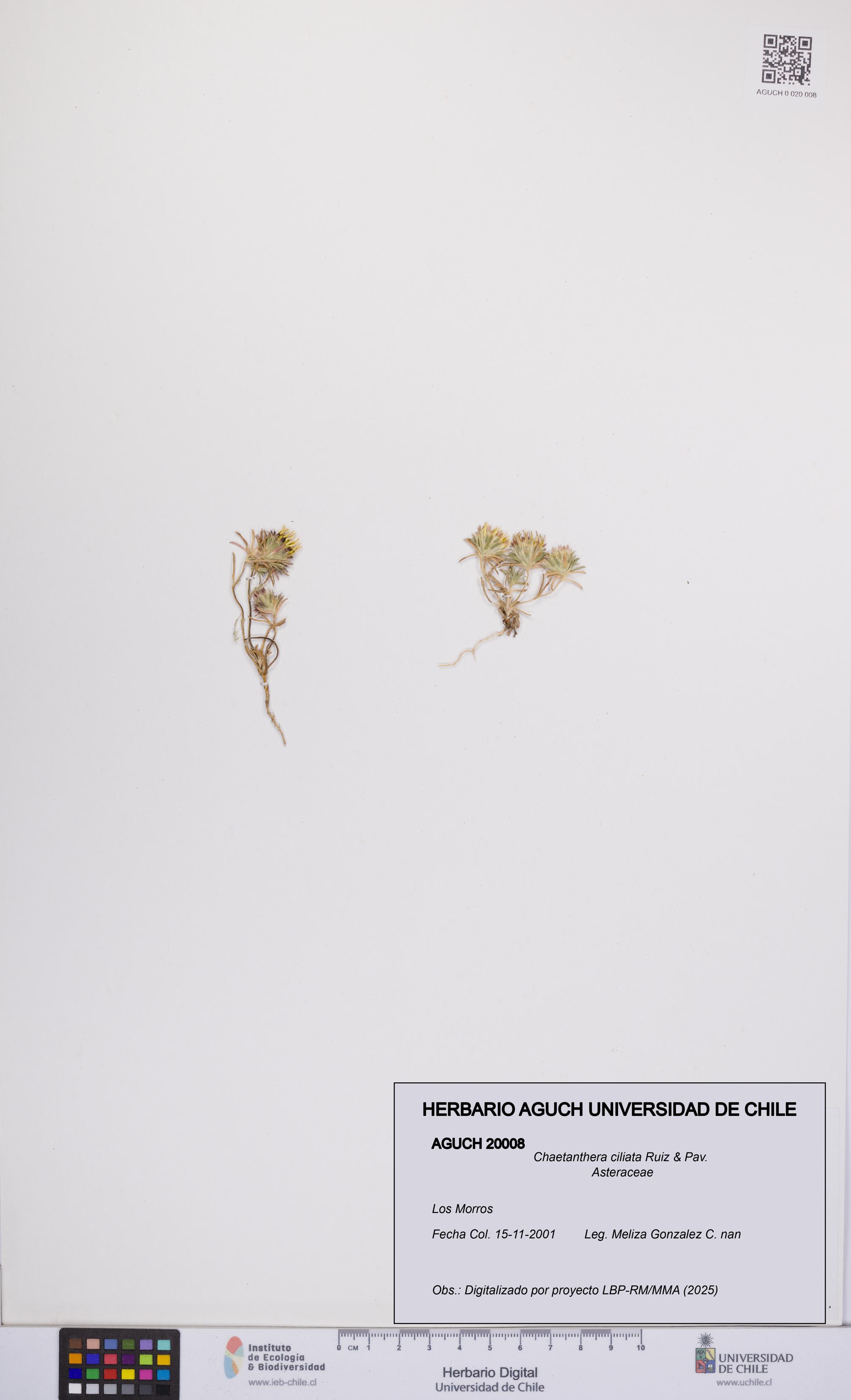 Chaetanthera ciliata [Espécimen: UCH:AGUCH:0020008]