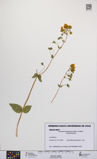 Calceolaria glandulosa [Espécimen: UCH:AGUCH:0020017]