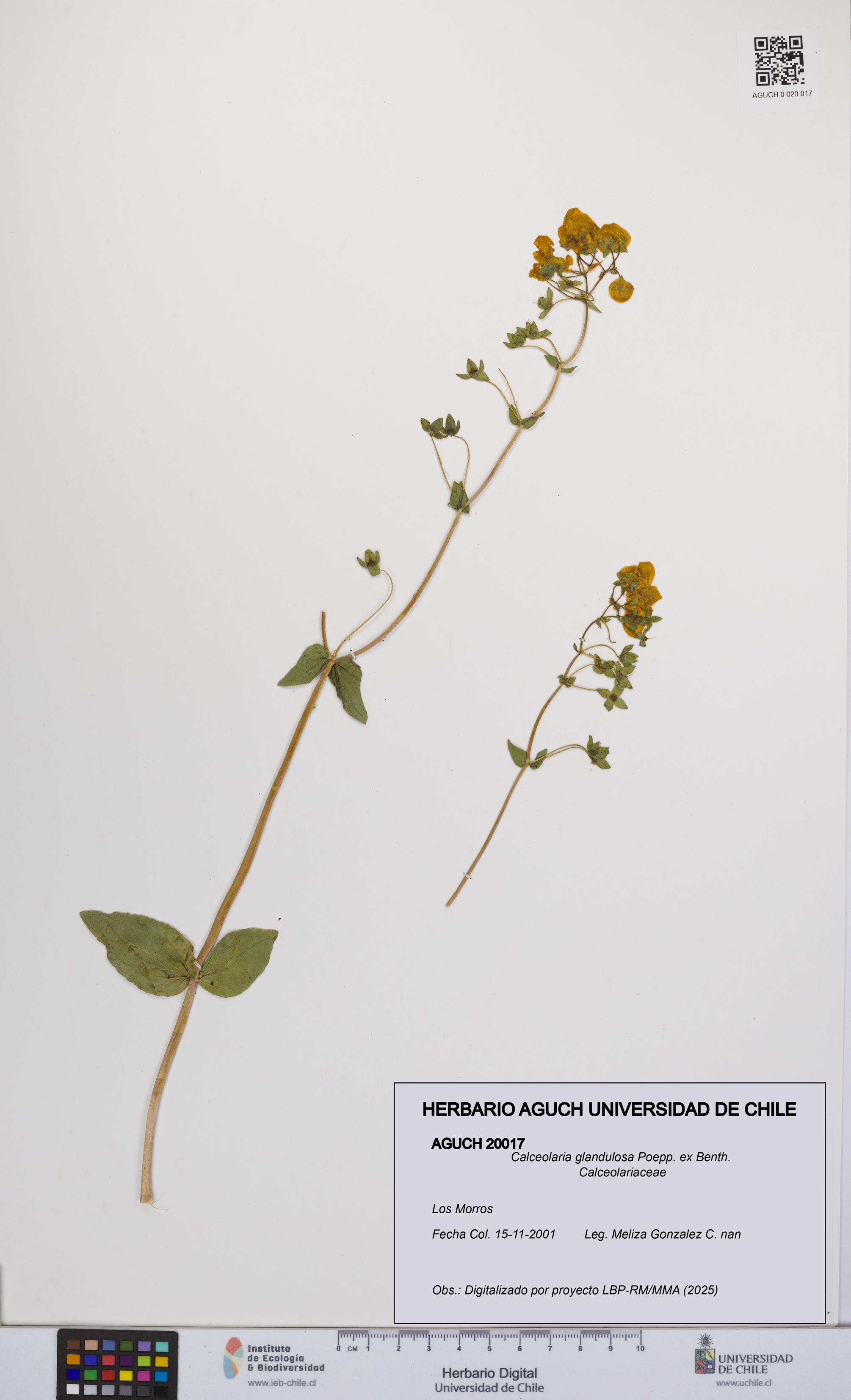Calceolaria glandulosa [Espécimen: UCH:AGUCH:0020017]