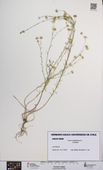 Linum usitatissimum [Espécimen: UCH:AGUCH:0020026]