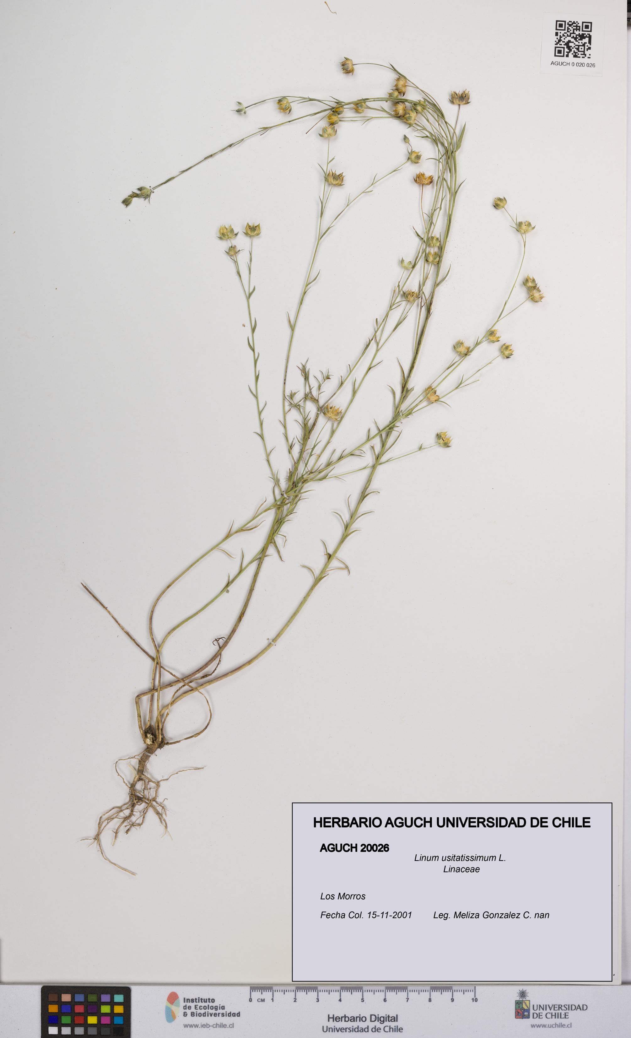Linum usitatissimum [Espécimen: UCH:AGUCH:0020026]
