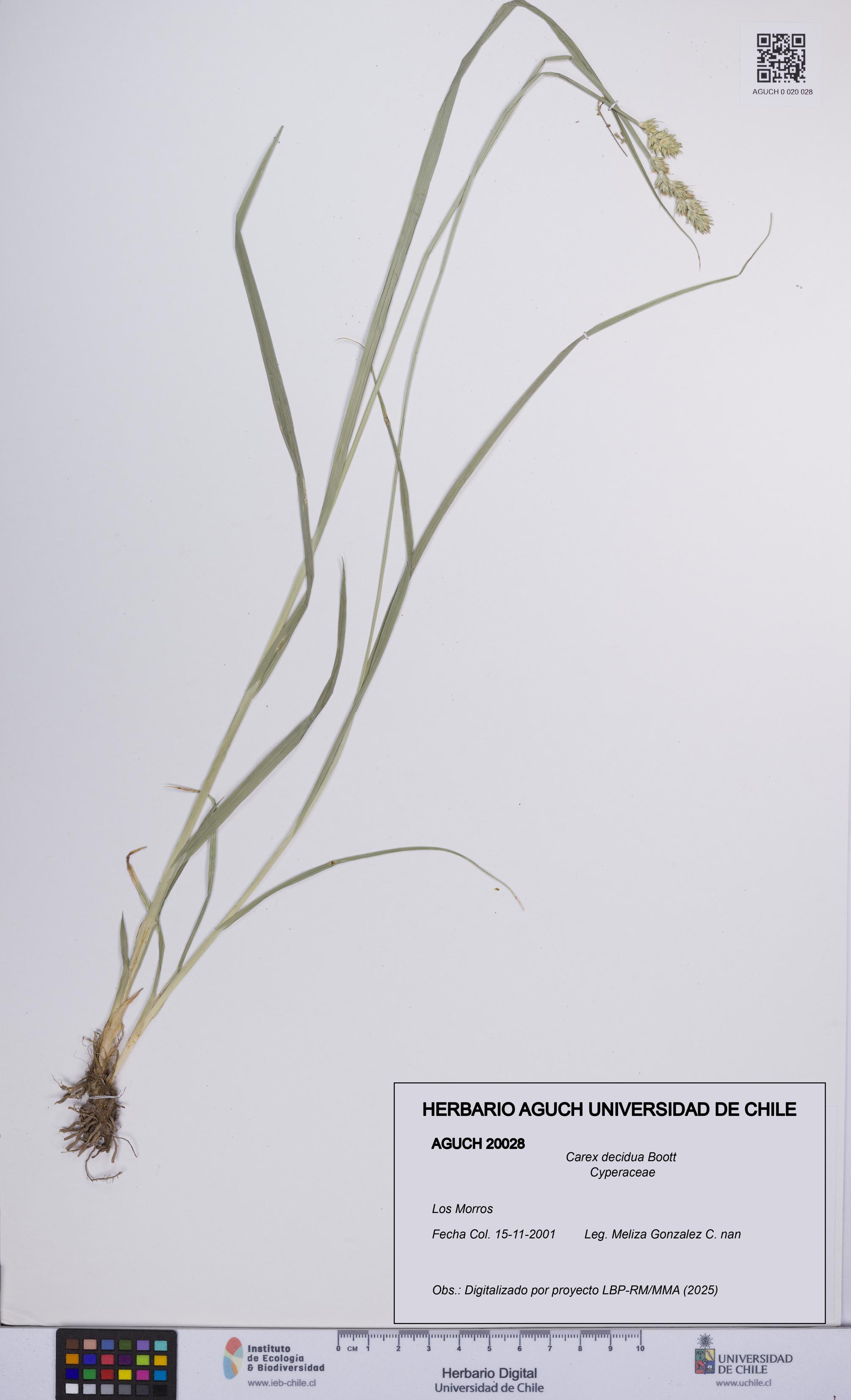 Carex decidua [Espécimen: UCH:AGUCH:0020028]
