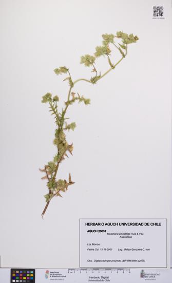 Moscharia pinnatifida [Espécimen: UCH:AGUCH:0020031]