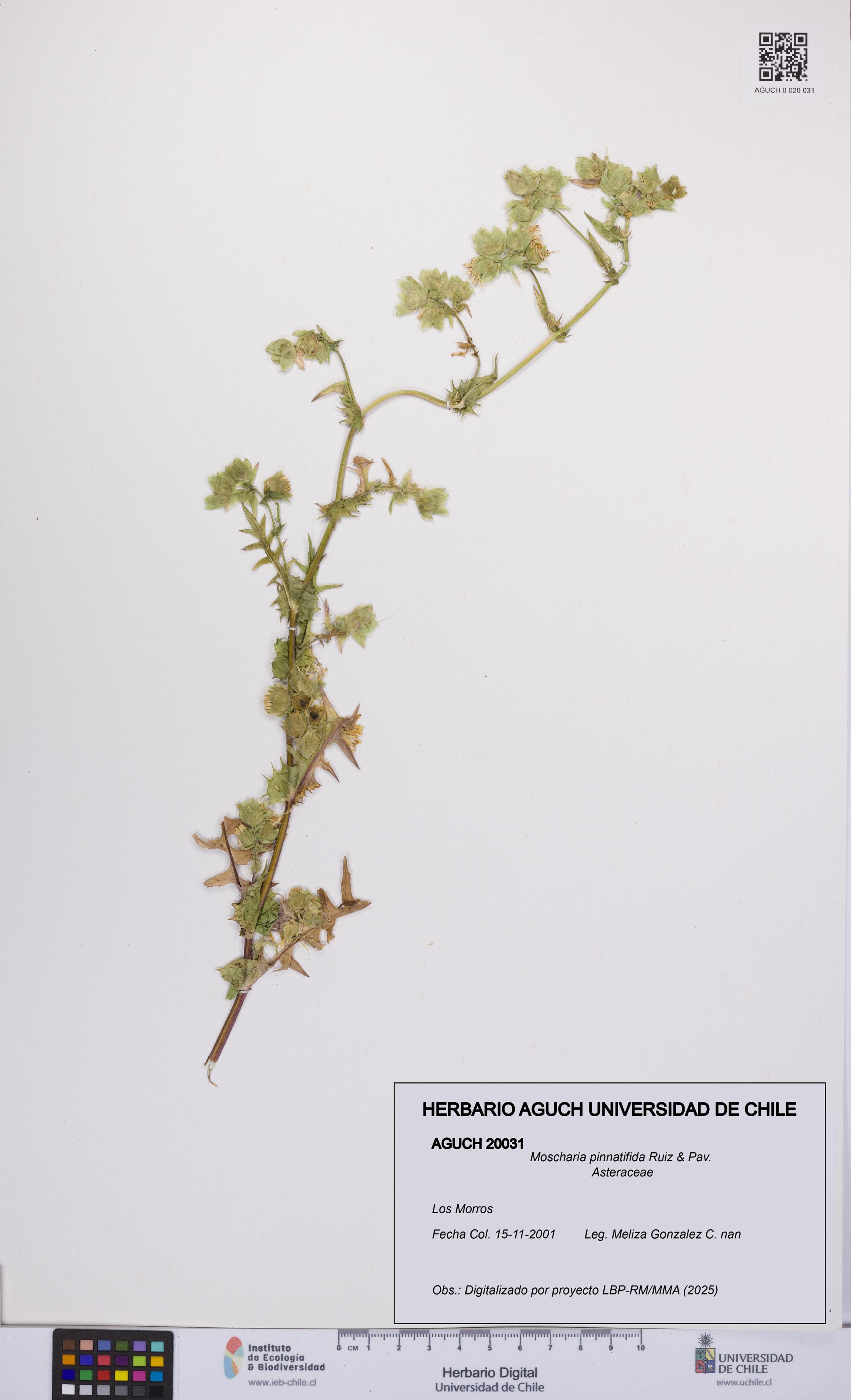 Moscharia pinnatifida [Espécimen: UCH:AGUCH:0020031]