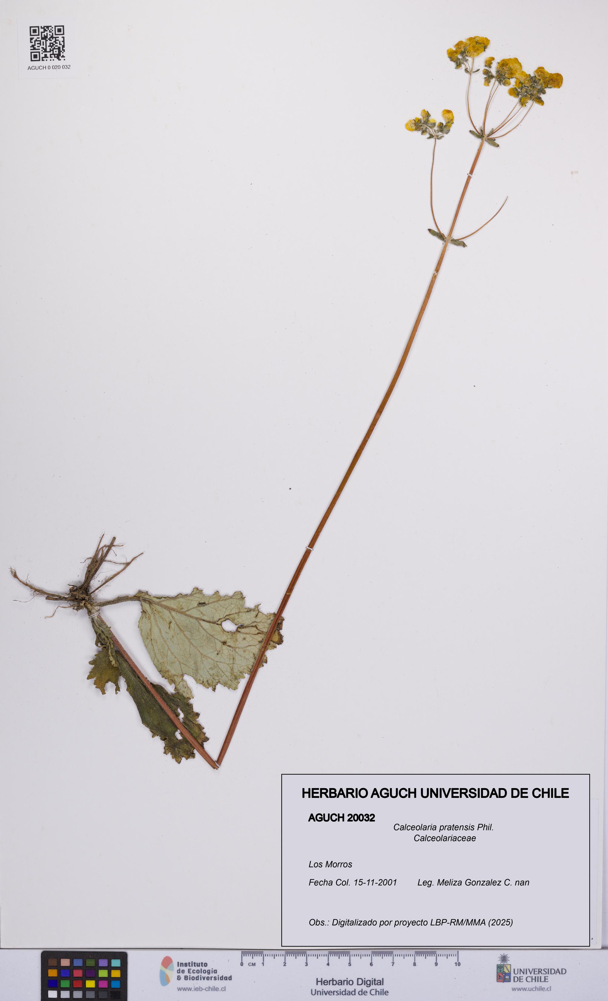 Calceolaria pratensis [Espécimen: UCH:AGUCH:0020032]