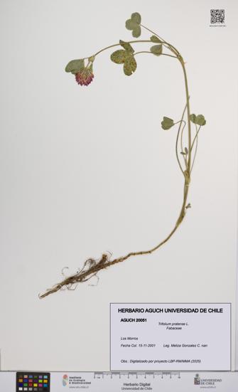 Trifolium pratense [Espécimen: UCH:AGUCH:0020051]