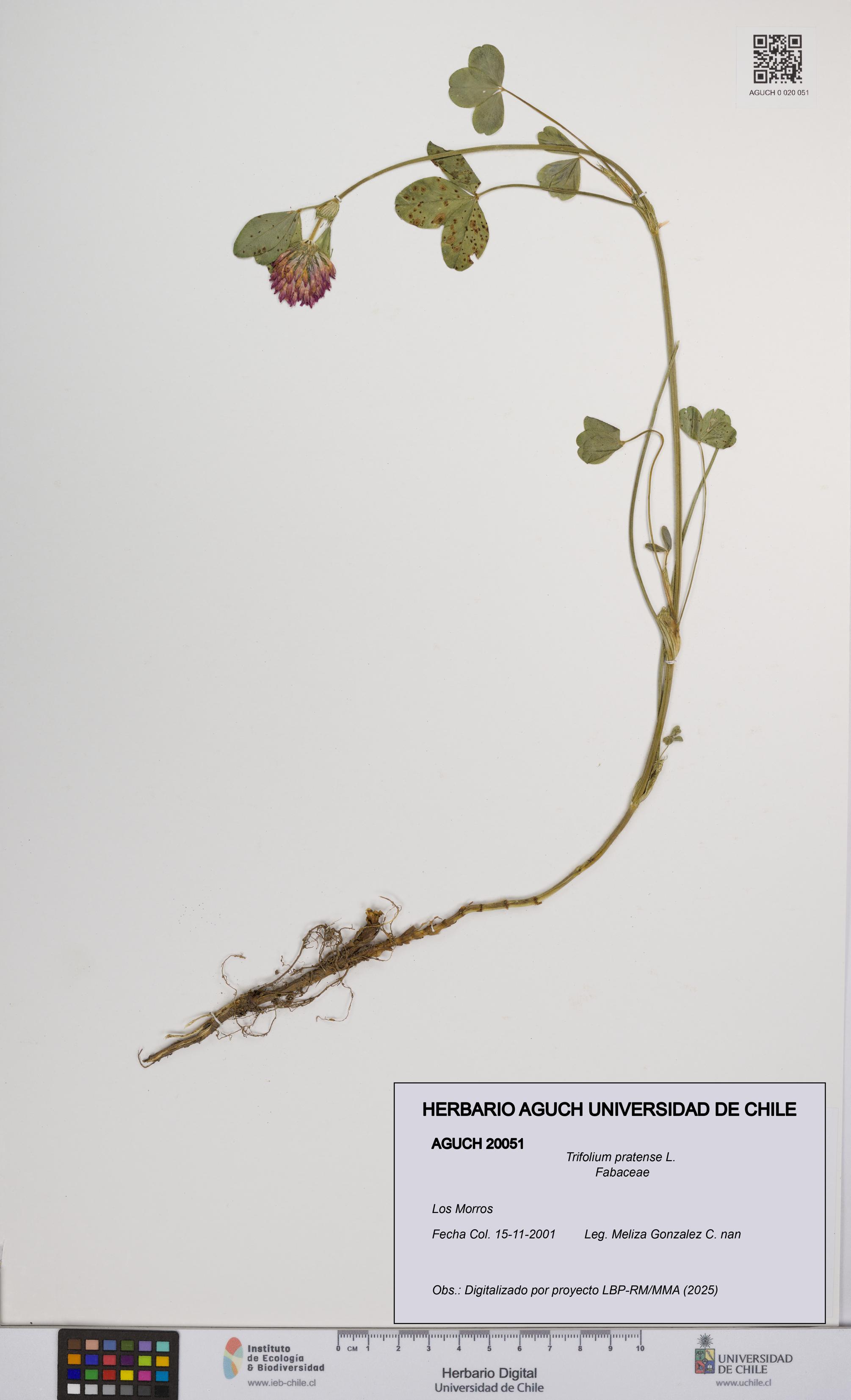 Trifolium pratense [Espécimen: UCH:AGUCH:0020051]