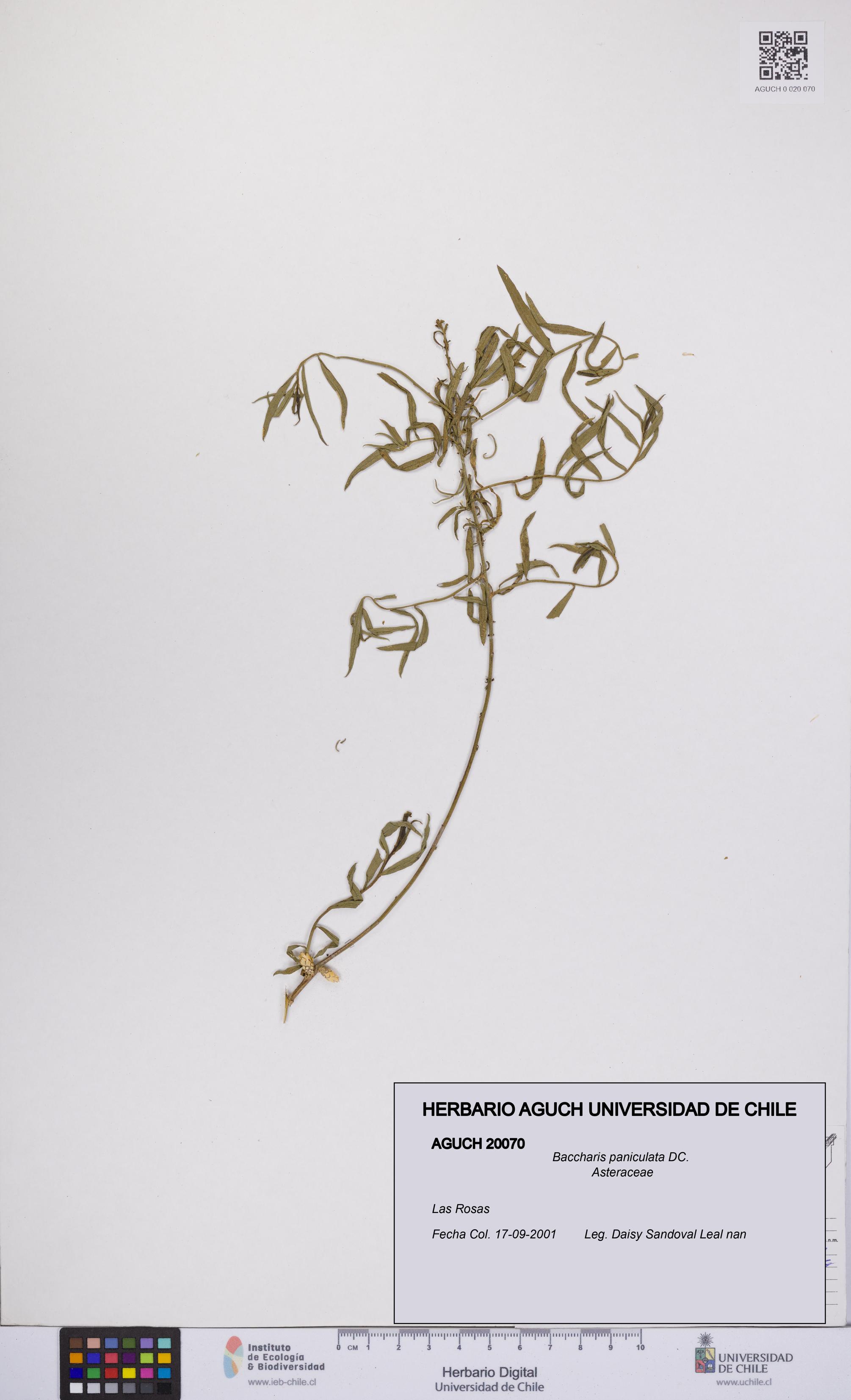 Baccharis paniculata [Espécimen: UCH:AGUCH:0020070]