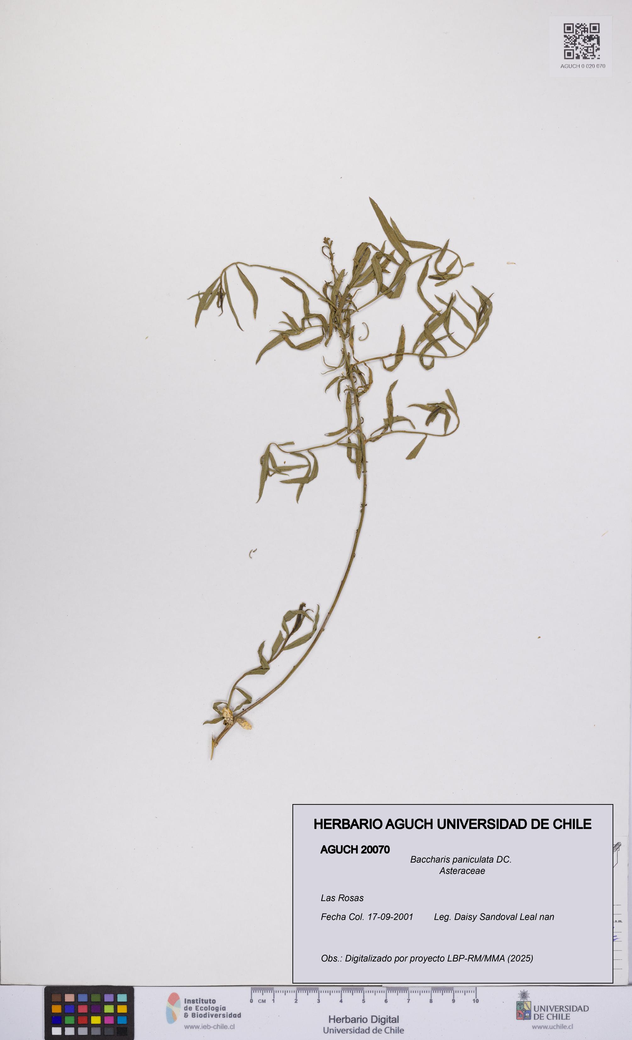 Baccharis paniculata [Espécimen: UCH:AGUCH:0020070]