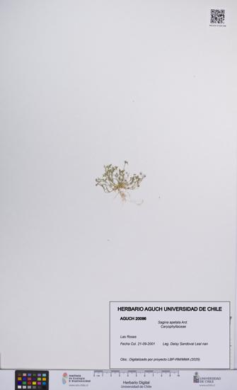 Sagina apetala [Espécimen: UCH:AGUCH:0020096]