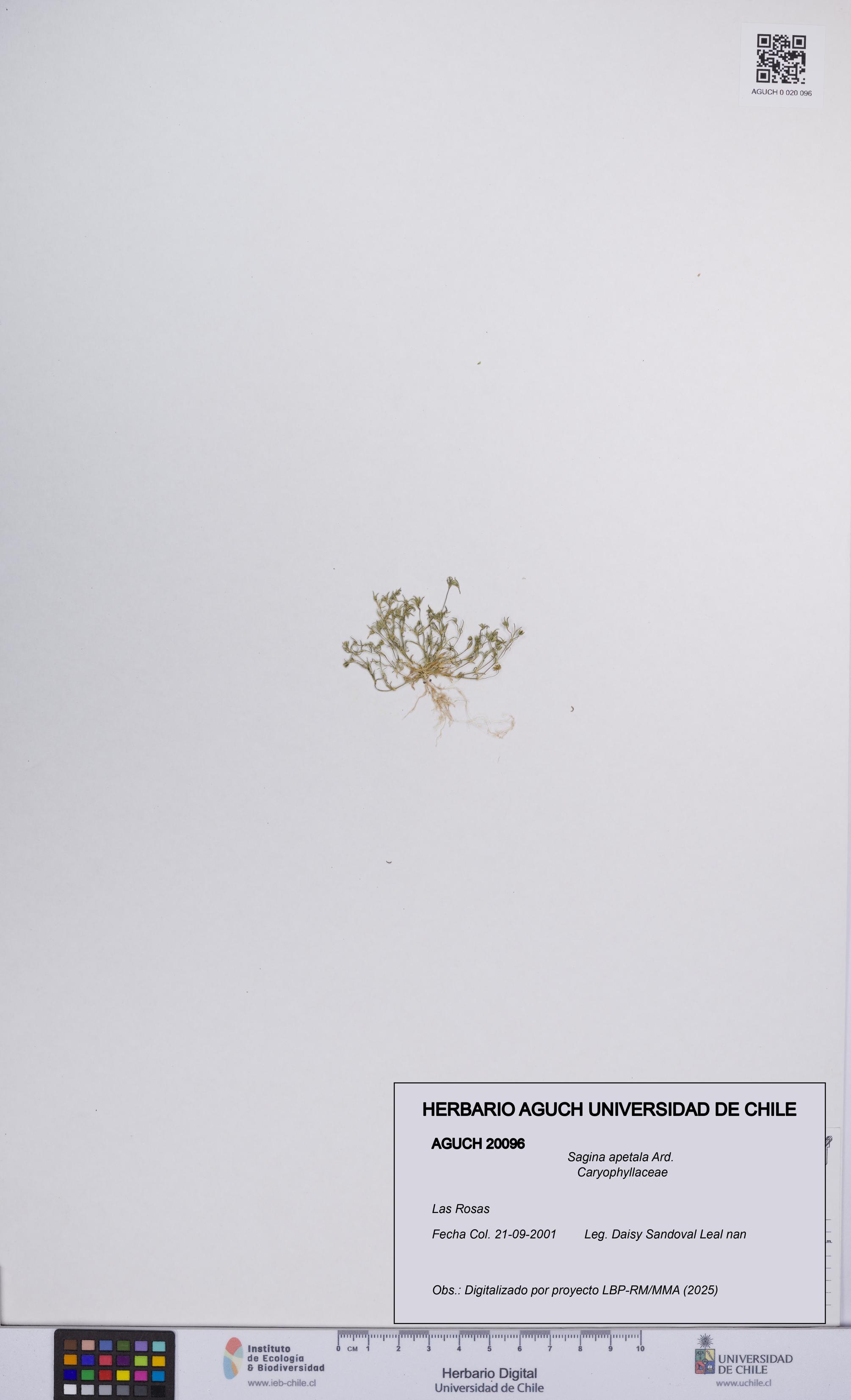 Sagina apetala [Espécimen: UCH:AGUCH:0020096]