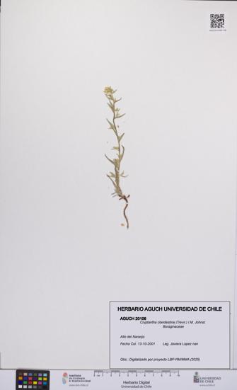 Cryptantha clandestina [Espécimen: UCH:AGUCH:0020106]
