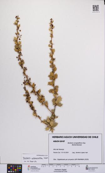 Berberis congestiflora [Espécimen: UCH:AGUCH:0020107]