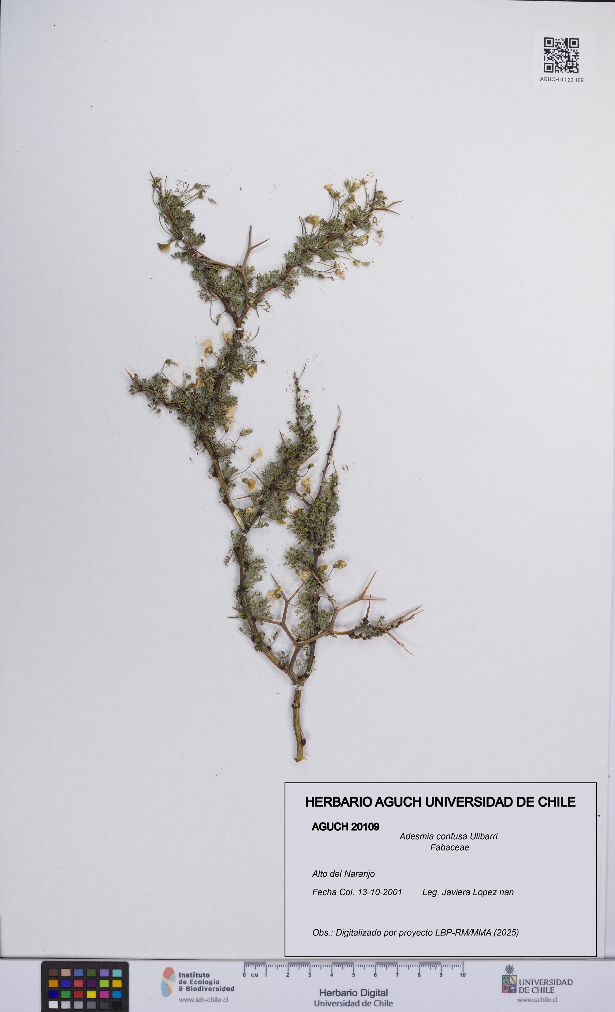 Adesmia confusa [Espécimen: UCH:AGUCH:0020109]